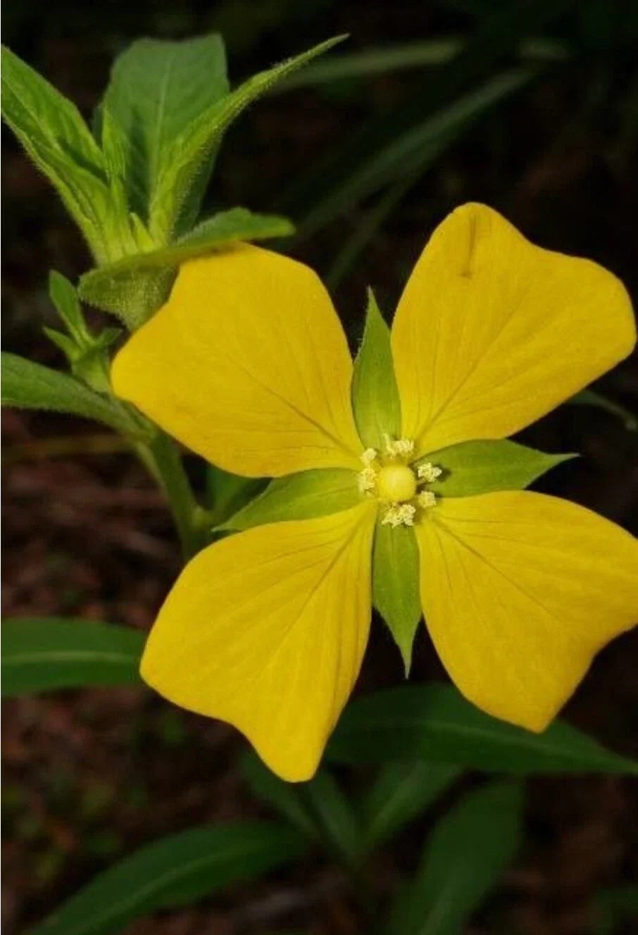 100+ Seeds Mexican Primrose-Willow, Wingleaf Primrose-Willow, Ludwigia octovalvis, Aquatic Native Wetland Plant Seeds