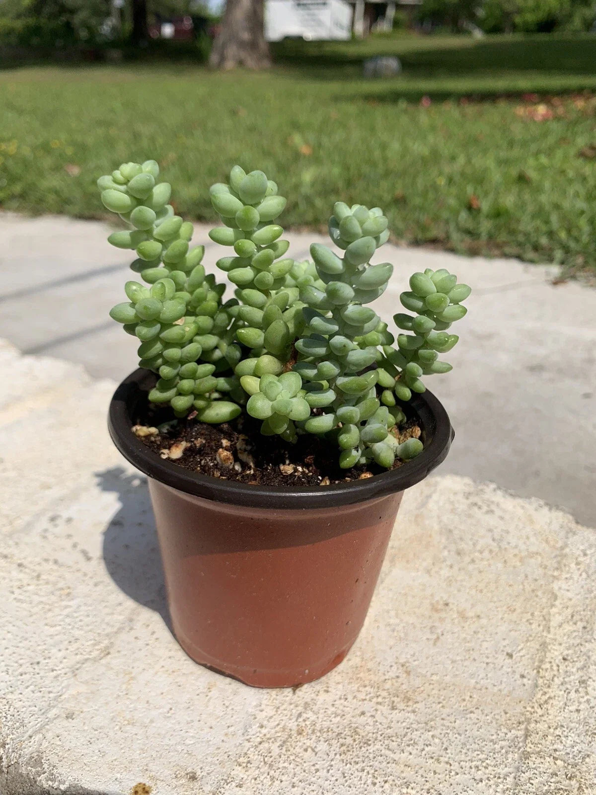 Sedum Burrito Succulent Set of 2 Pots – Burro's Tail, Baby Donkey Tail – Rooted in 3.5" Pots, Sedum morganianum