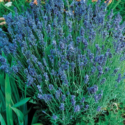 Lady Lavender Seeds Pack | Heirloom Non-GMO | Lavandula angustifolia | 1994 AAS Winner | Fragrant Blooms for Garden