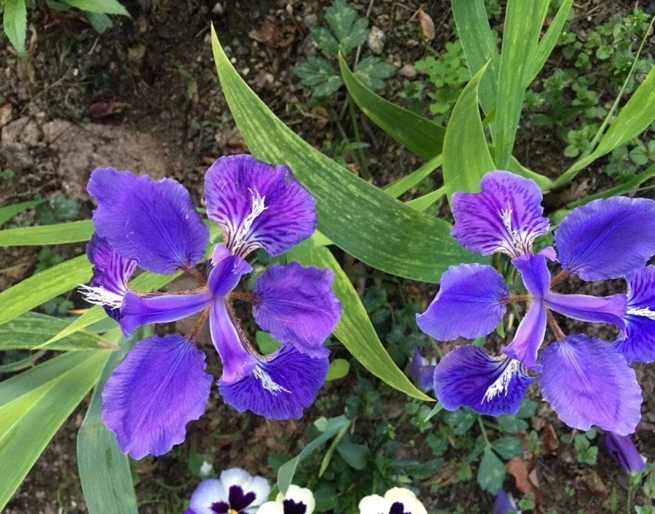 Purple Iris Tectorum Rhizomes - 5 Live Plants for Easy Planting - Iris Tectorum - Drought-Resistant Perennial Flowers