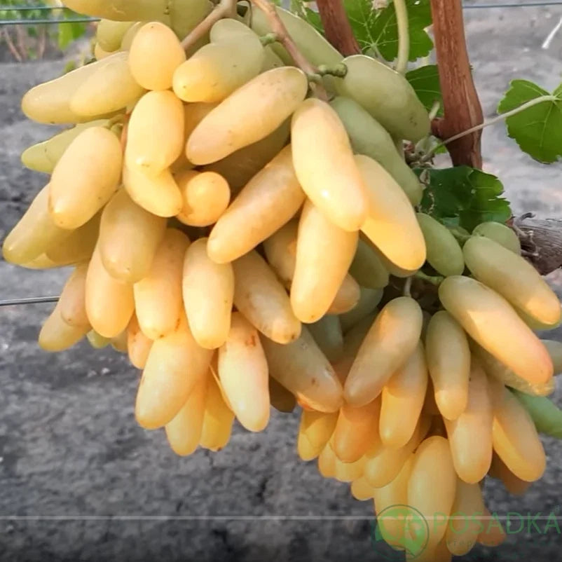 Bananchik Pink Grape Cuttings - 2 Rootless Cuttings - Vitis vinifera - Easy to Root - Imported from Ukraine for Home Gardeners