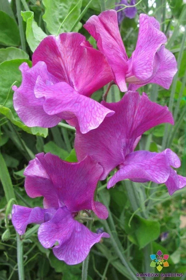 Sweet Pea Seeds 50+ Ian Myers Variety Lathyrus odoratus USA Grown Ideal for Garden Planting