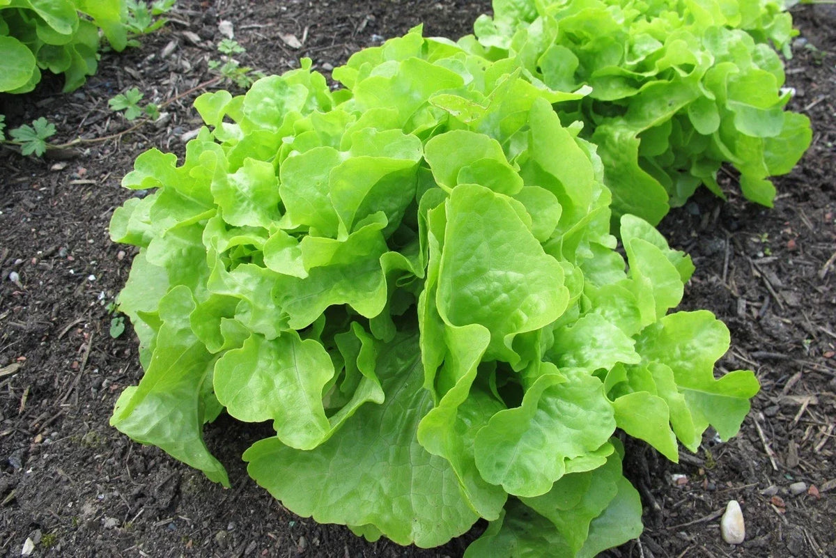 Oakleaf Lettuce Seeds, Organic Heirloom, NON-GMO, Heat Tolerant, Lactuca sativa, Perfect for Salads and Container Gardening