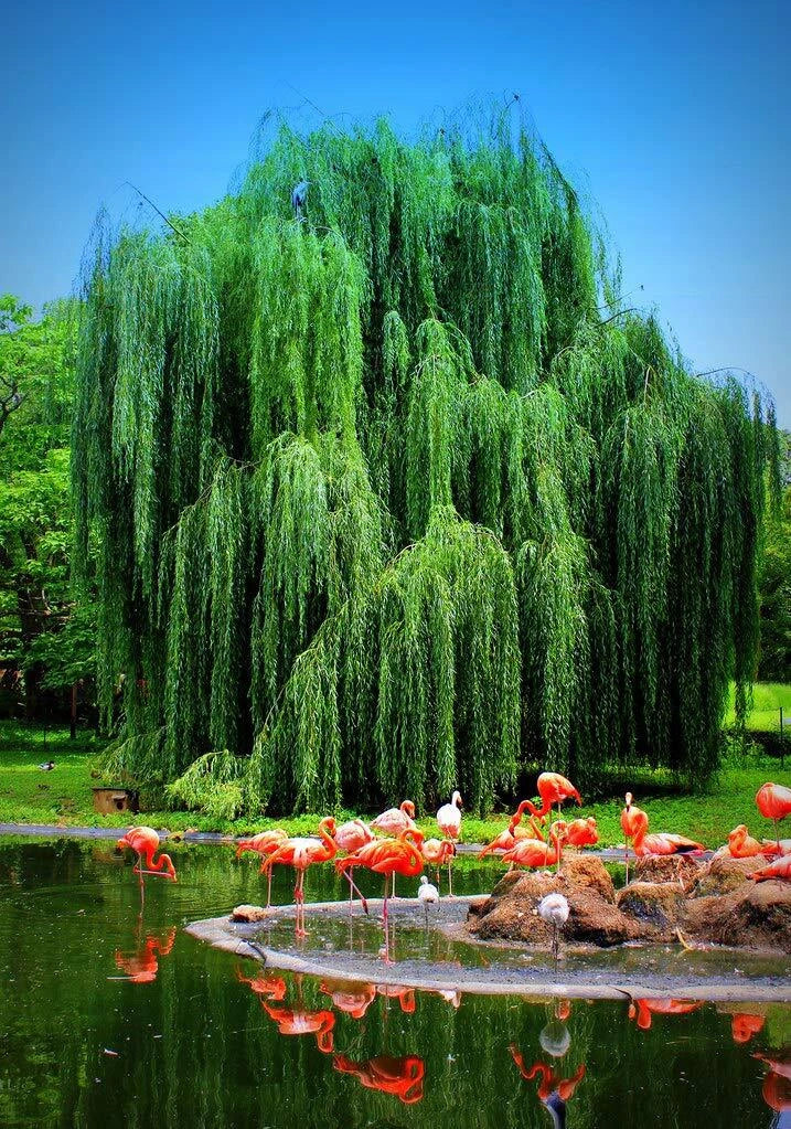 Weeping Willow Tree Cutting - Live Plant - Salix babylonica - Beautiful Arch - Memorial Gift - Elegant Drooping Branches