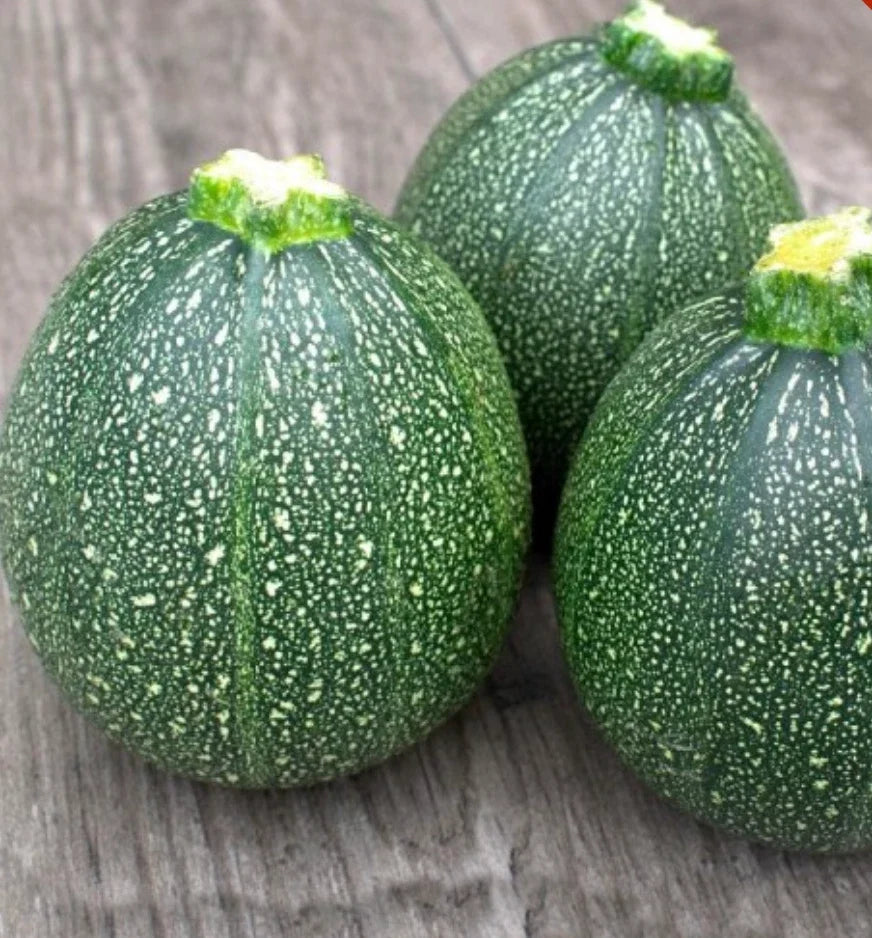 Round Zucchini Seeds - 100 Count - Summer Squash - Cucurbita pepo - Non-GMO Vegetable Seeds for Home Gardening