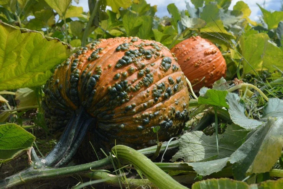 Bunch O Warts Pumpkin Seeds - Decorative Warty Pumpkins - Cucurbita pepo - Packet of 15 Seeds for Unique Fall Displays