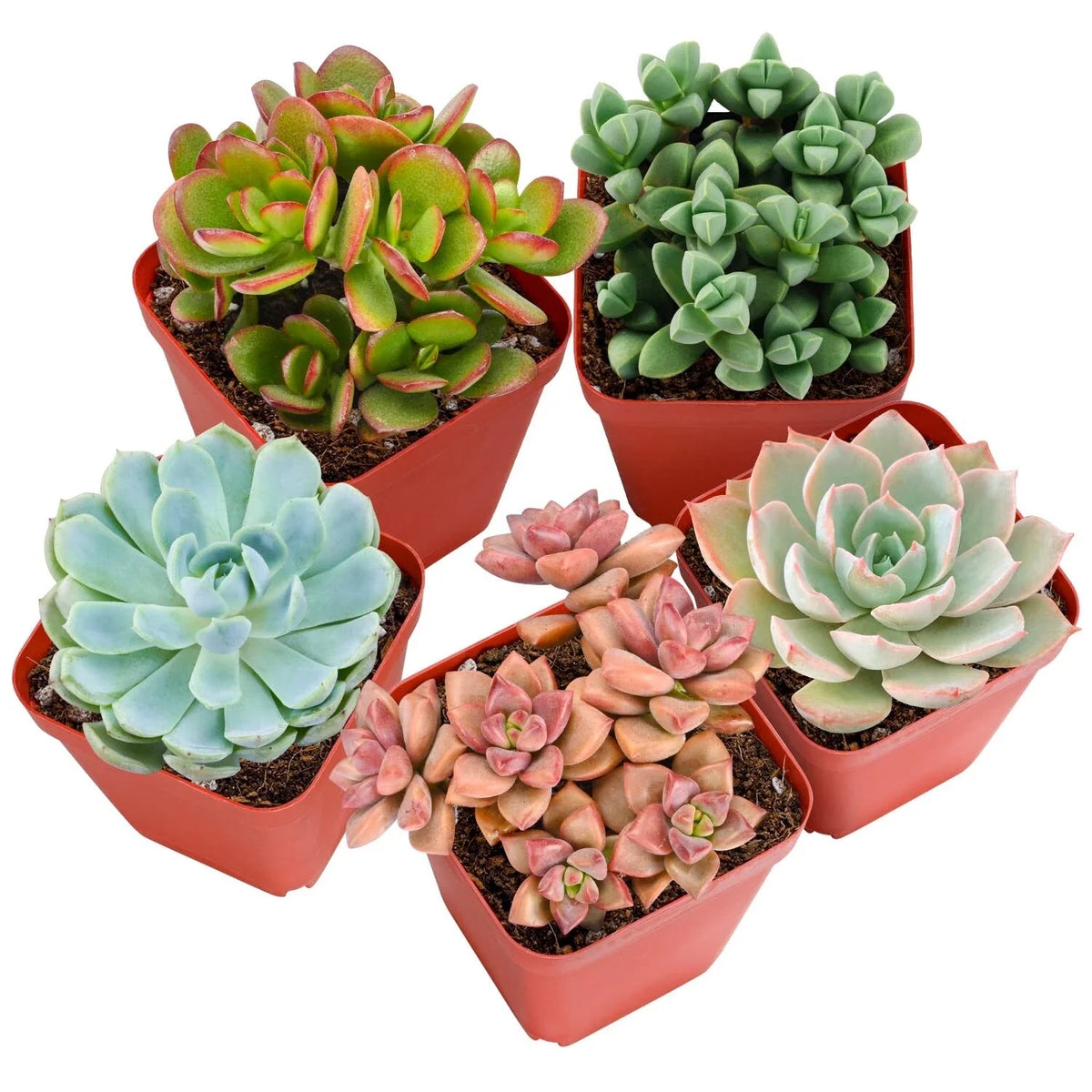 Live Succulent Plants Pack of 4 Assorted Varieties Non-Toxic for Pets Fully Rooted Echeveria Haworthia & More