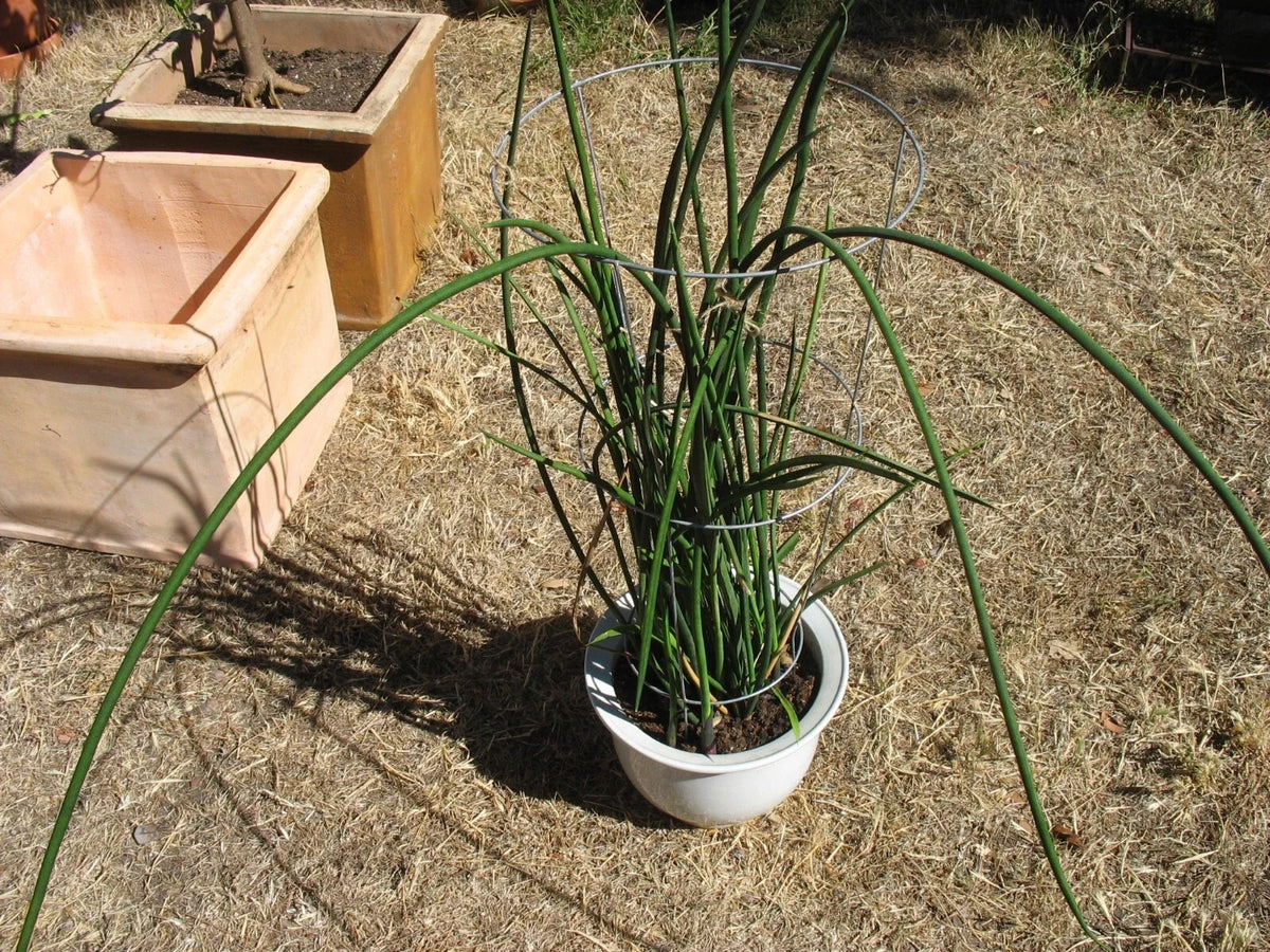 Sansevieria Lancia Cuttings - Rare Snake Plant Trimmings for Propagation - Indoor Air-Purifying Plant - Sansevieria Lancia