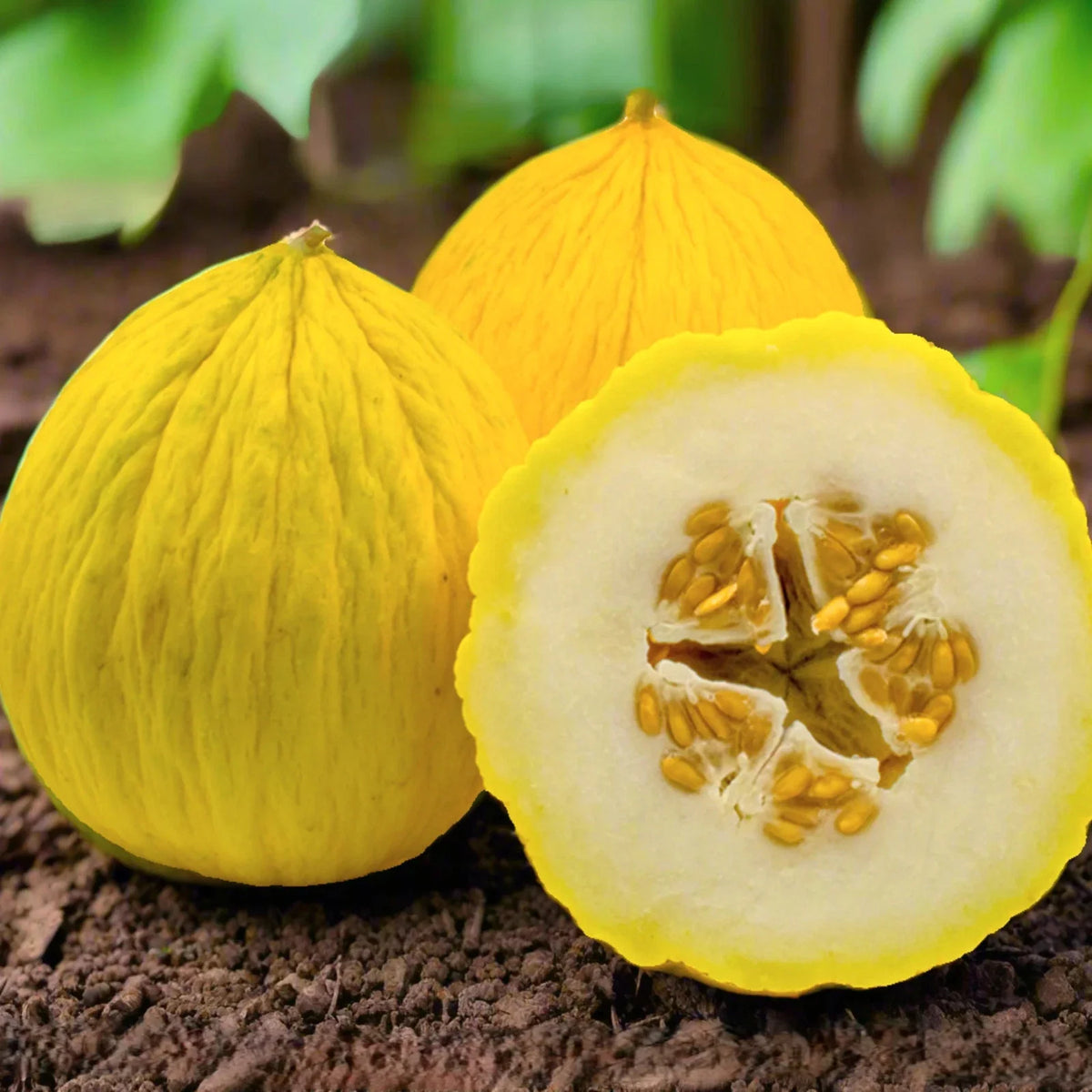 Golden Beauty Casaba Melon Seeds - Heirloom Sweet White Flesh - Cucumis melo - 25 Seeds Packet for 2025 Planting