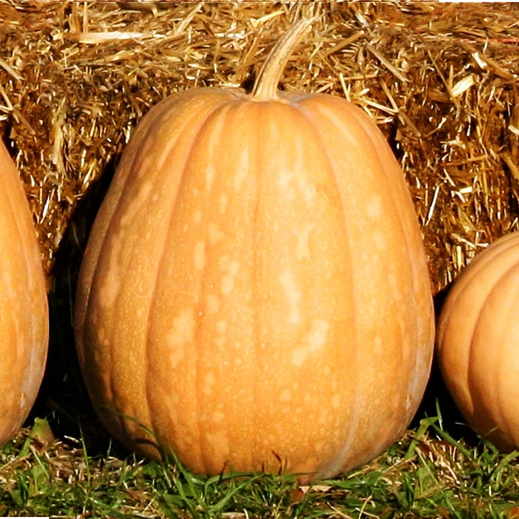 Dickinson Pumpkin Seeds - Pack of 20 - Kentucky Field Variety - Cucurbita pepo - Non-GMO Vegetable Seeds for Garden and Farm