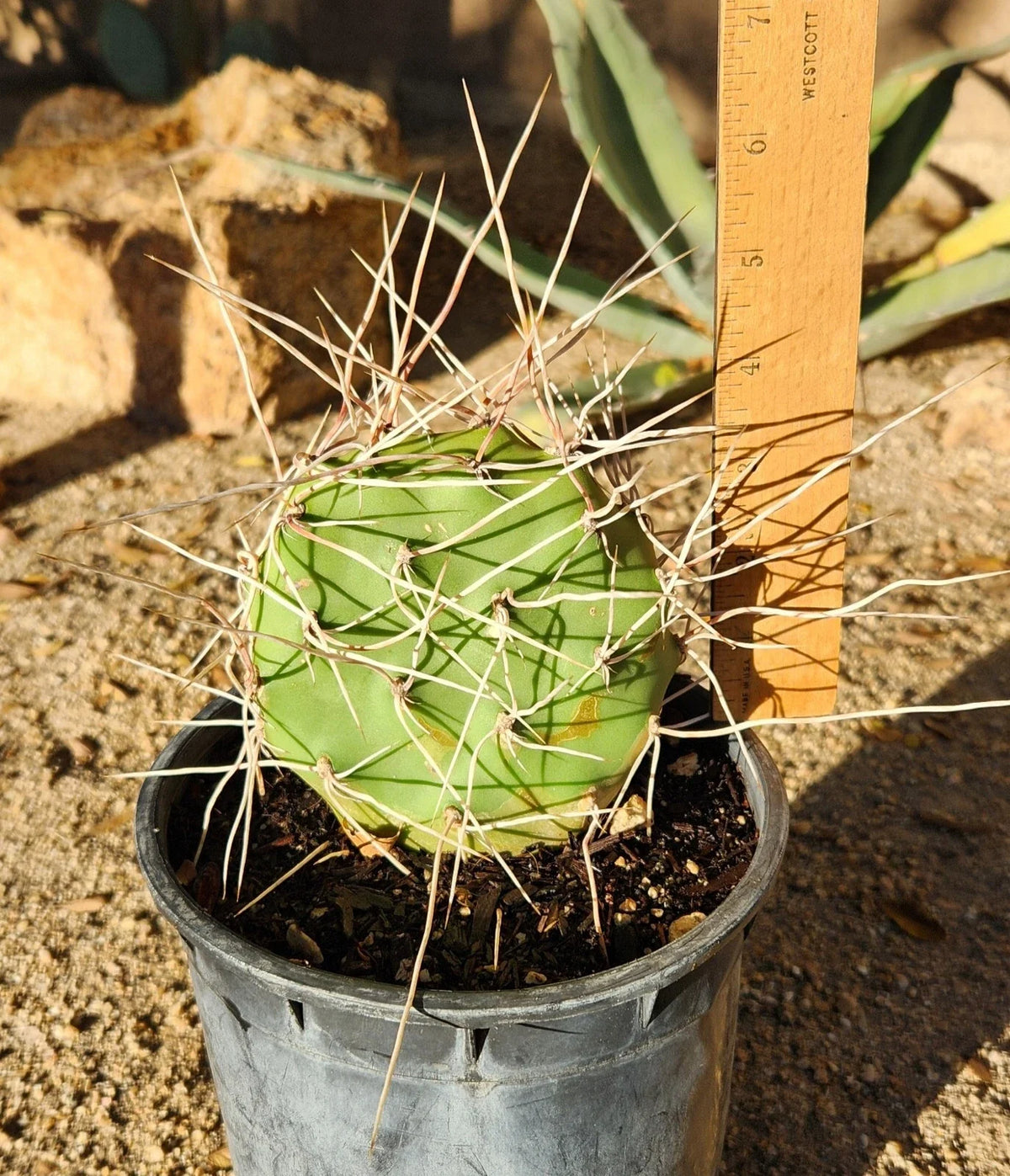 Live Rooted Cactus Pad Cutting - Opuntia Sulphurea Prickly Pear - Unique Succulent for Home Garden - Drought Resistant Plant