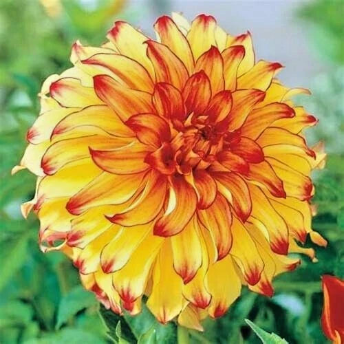 Dahlia Bulb Tuber - Lady Darlene - Yellow Red Blooms - Perennial Flower Plant - Dahlia 'Lady Darlene'