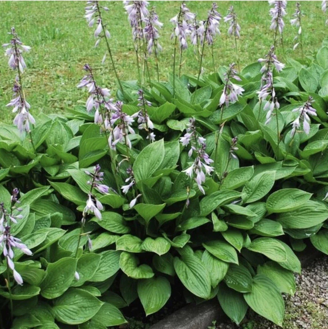 Hosta Elegans Live Plants - 4 Roots - Hosta sieboldiana - Shade Perennial Garden Plants - Blue-Green Foliage