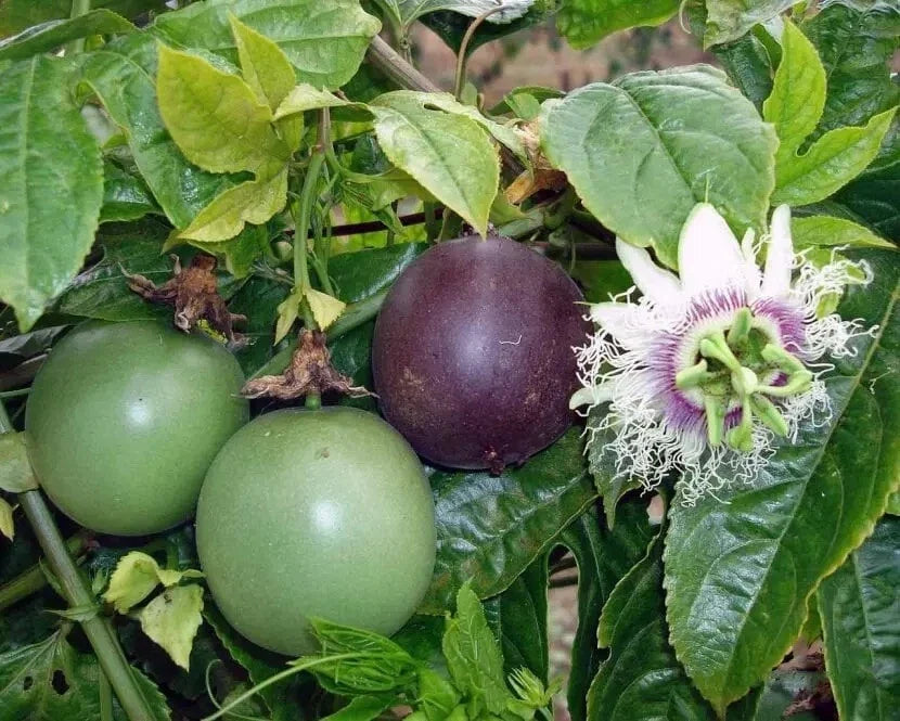 Purple Passion Fruit Seeds - 15+ Organic Passiflora Edulis - Edible Fruit Vine for Gardening