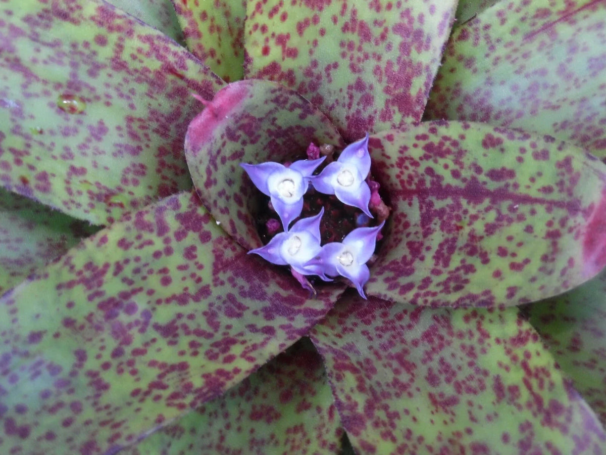 Medium Neoregelia GUINEA Bromeliad Plant - Tropical Indoor Houseplant - Neoregelia 'GUINEA' - Air-Purifying Greenery