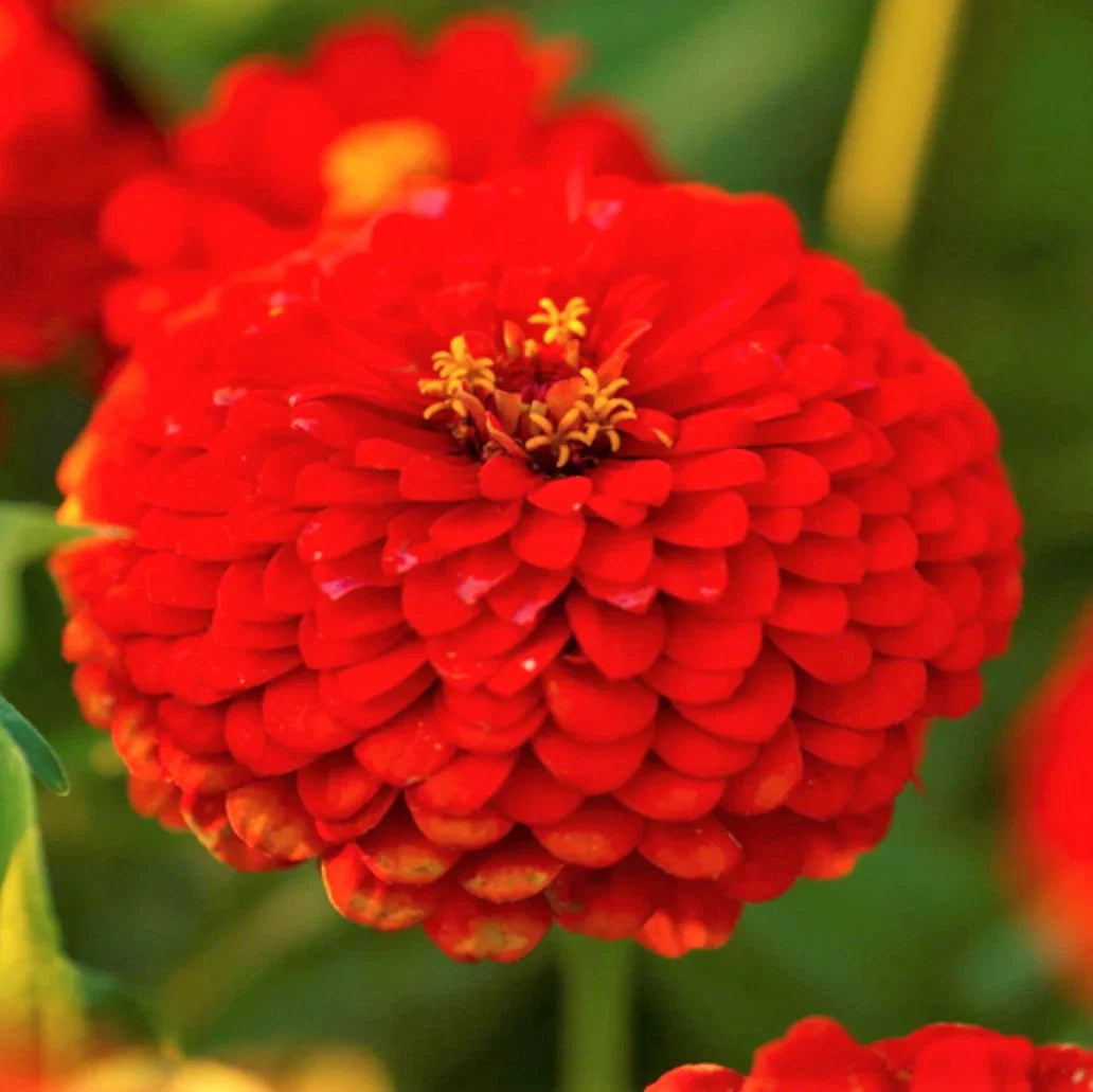 Zinnia Seeds - Cherry Queen Red - Pollinator Giant Scarlet Flower - Zinnia elegans - Non-GMO Seed Packet (50 Seeds)