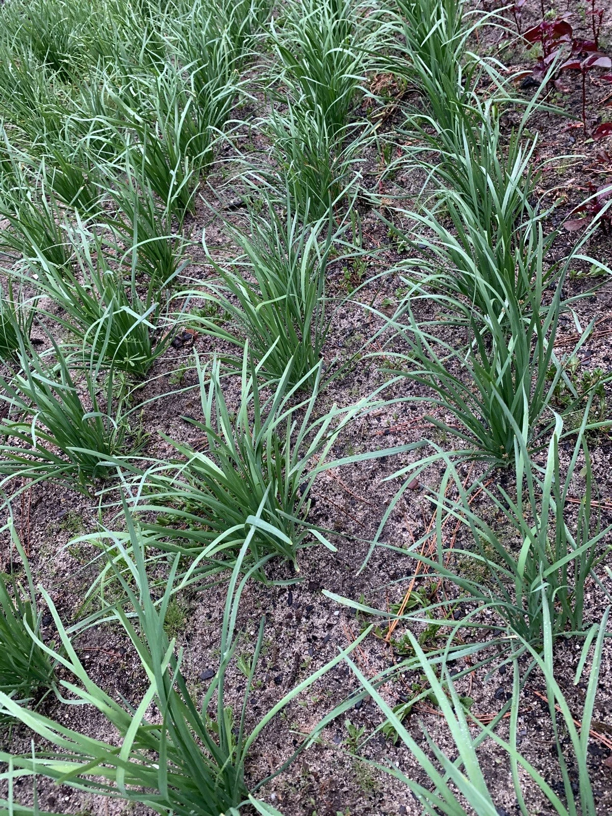 Organic Garlic Chives Bare Root - 55 Live Stalks Non-GM Leek Variety, Allium tuberosum, Culinary Herb for Garden