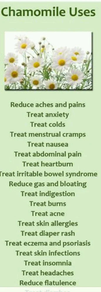 German Chamomile Seeds 100 Organic Non-GMO Matricaria chamomilla for Herbal Teas and Potpourri