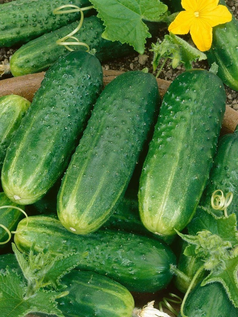 Cucumber Seeds Pack of 25 - County Fair Pickling Variety - Cucumis sativus - Heirloom for Home Garden