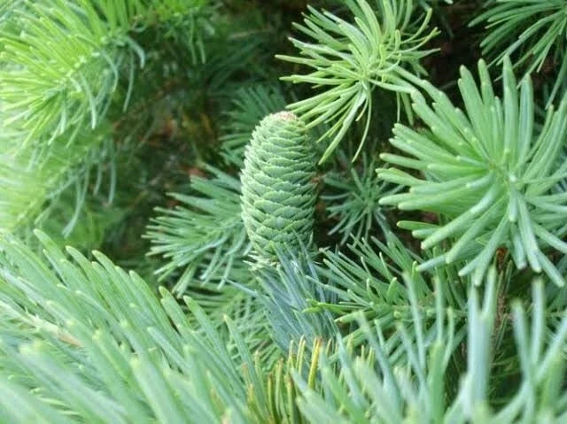 Fortune's Keteleeria Tree Seeds - 30 Seeds - Keteleeria fortunei - Evergreen Conifer for Planting, Ideal for Landscapes