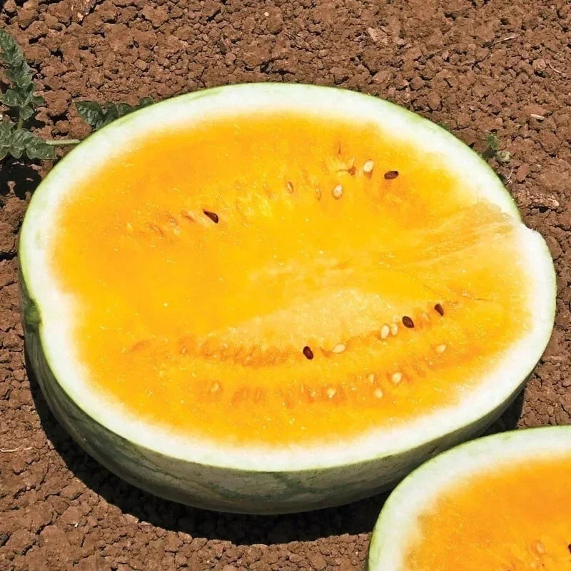 Orange Krush Watermelon Seeds - 25 Heirloom Non-GMO Rare Seeds - Citrullus lanatus - Sweet Orange-Fleshed Variety