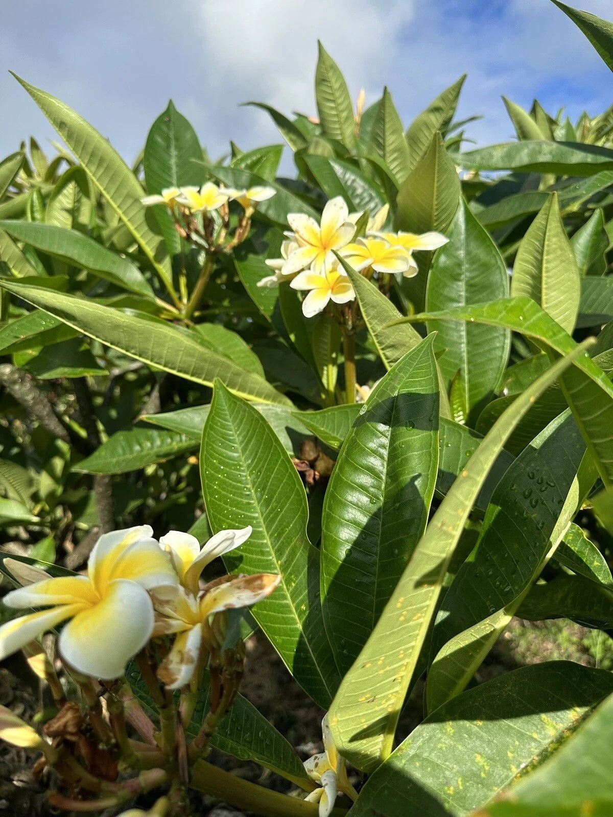Yellow Plumeria Cutting - 10 Inch Unrooted Starter, Frangipani Variety, Plumeria rubra, Tropical Flower Propagation
