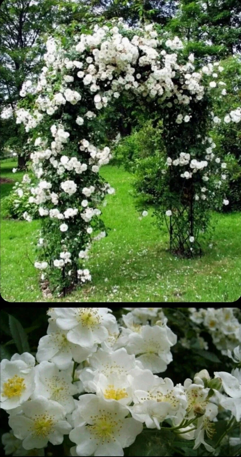 Wild White Climbing Rose Live Plant - Hardy Bare Root - Rosa setigera - Easy Care, All Natural, Perfect for Trellises
