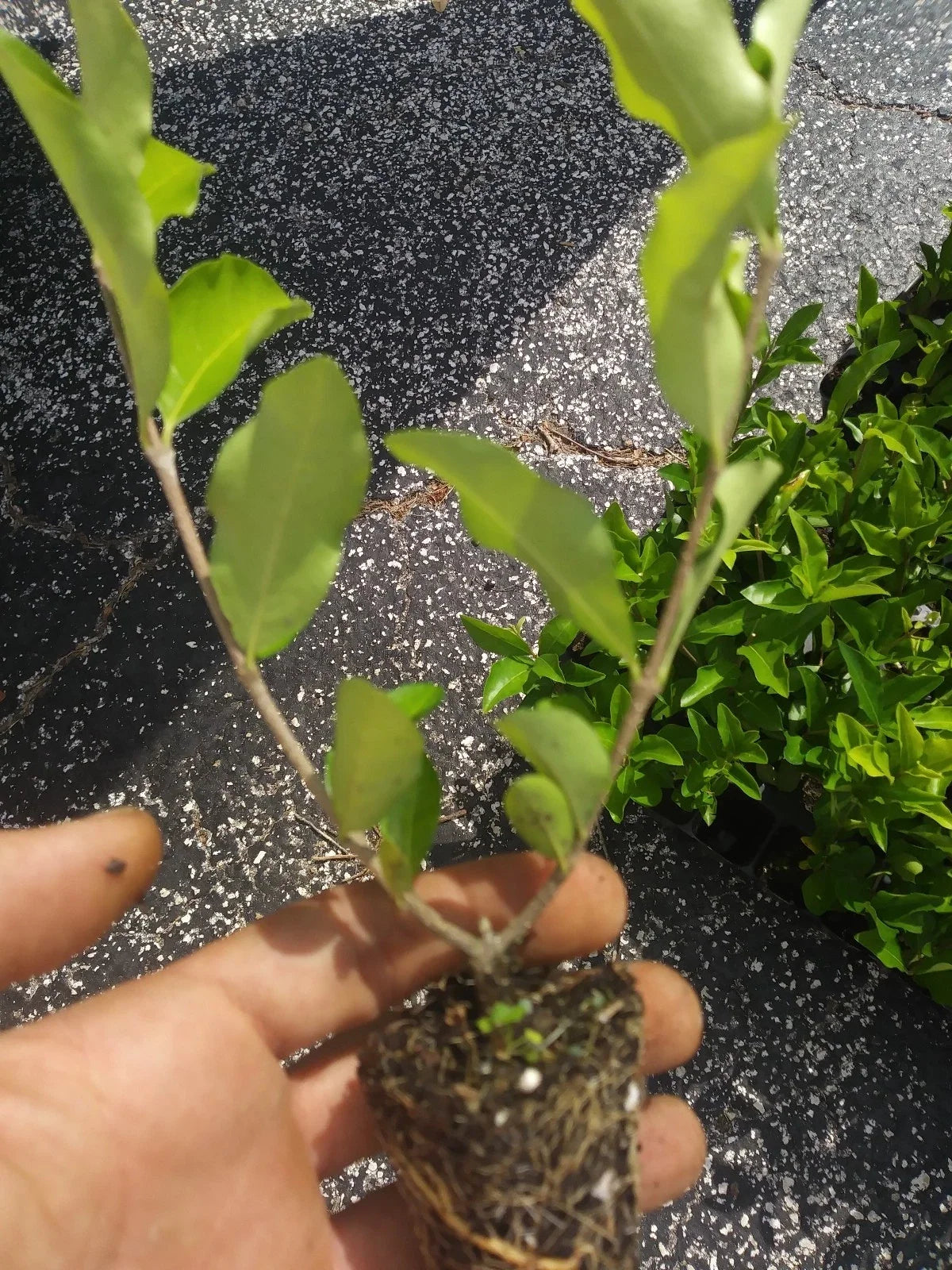 Live Barbados Acerola Cherry Tree Plant - Pesticide-Free - Malpighia emarginata - Compact & Bushy - Perfect for Small Spaces