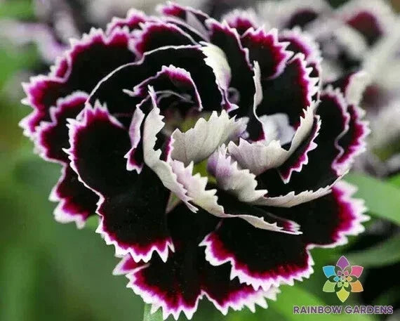 200+ Chianti Carnation Seeds - Black & White Variety - Dianthus caryophyllus - Ideal for Garden Planting
