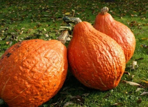 Golden Hubbard Winter Squash Seeds - Heirloom Bulk (10, 25, 100 Seeds) - Cucurbita maxima - Sweet, Nutty Flavor