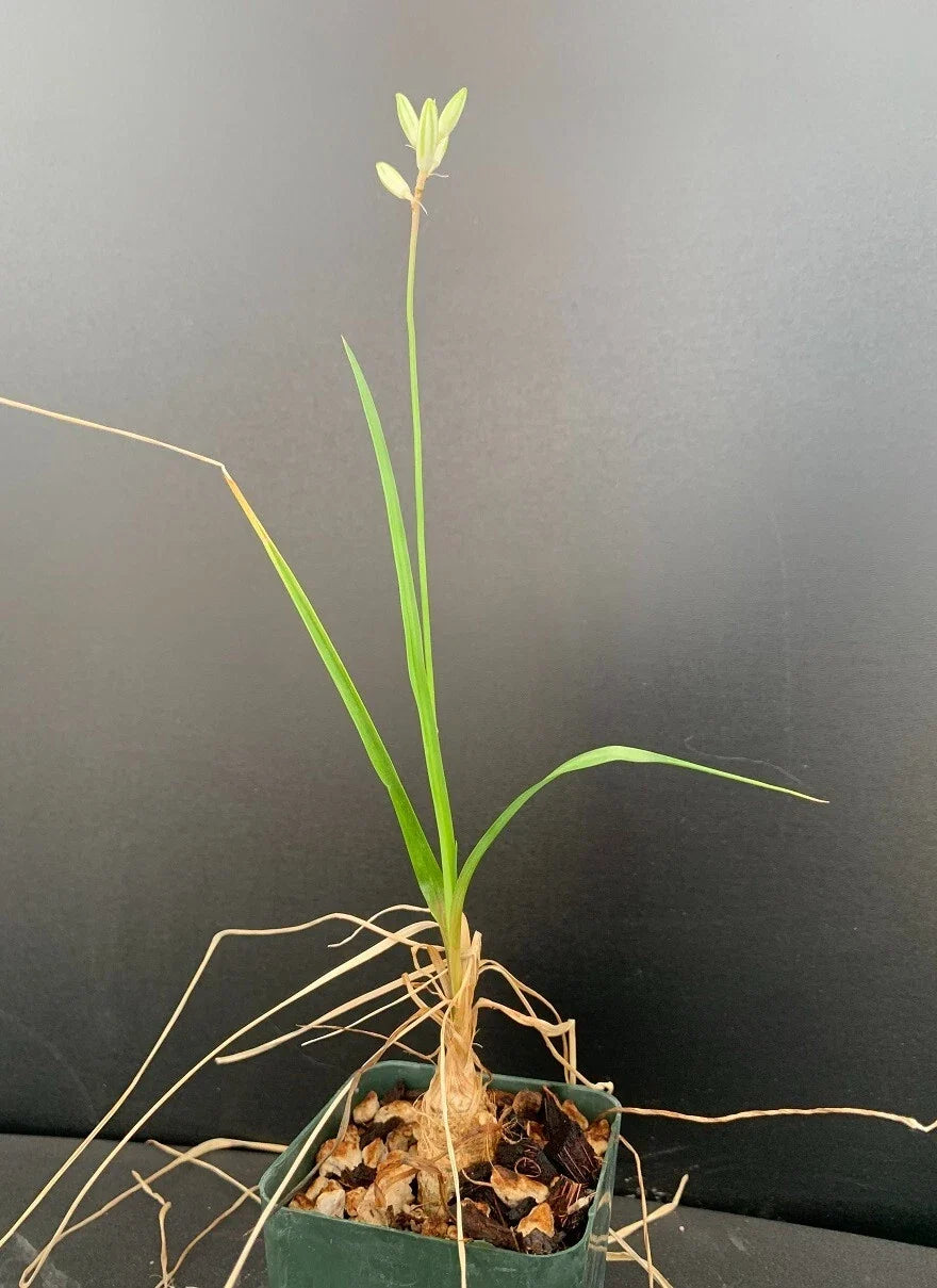 Rare Succulent Plant - 2.5" Pot - Trachyandra saltii - Unique Indoor Greenery - Low Maintenance Drought-Tolerant Plant