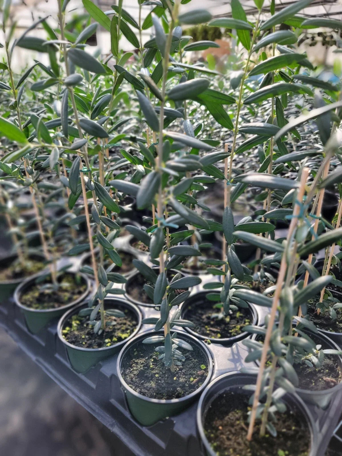 Arbequina Olive Tree Plant - Live 4 Inch Pot, Robust Roots, Olea europaea 'Arbequina', Indoor/Outdoor Garden, Compact Size