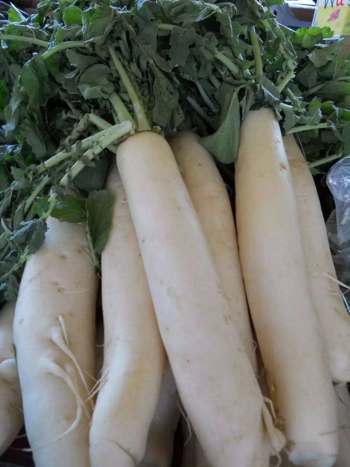 Daikon Radish Seeds - 100+ Count - Japanese Minowase Heirloom Organic NON-GMO - Raphanus sativus var. longipinnatus