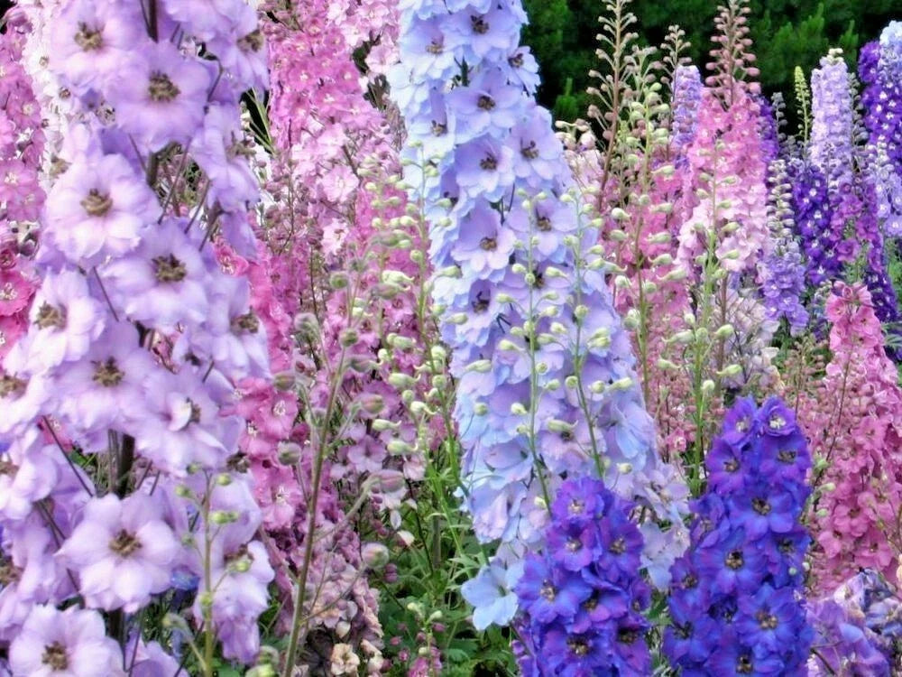 Larkspur Seeds - 600+ Imperial Mix - Cut Flower Wildflowers for Pollinators - Delphinium ajacis - Non-GMO Gardening Seeds