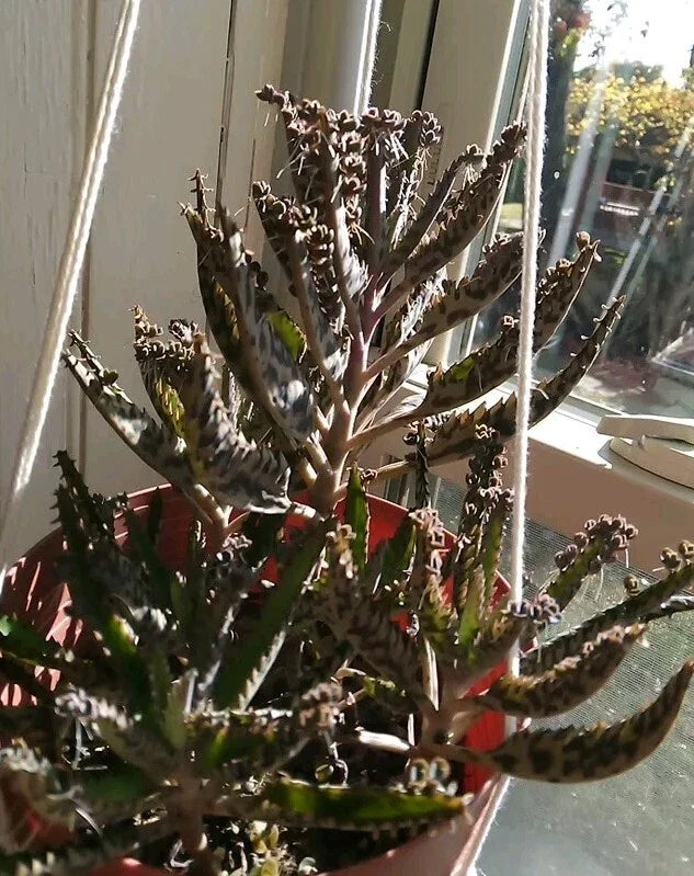 Kalanchoe Succulent Plant with 10 Pups - Mother of Millions - Easy Care Houseplant - Kalanchoe tubiflora - Live Plant