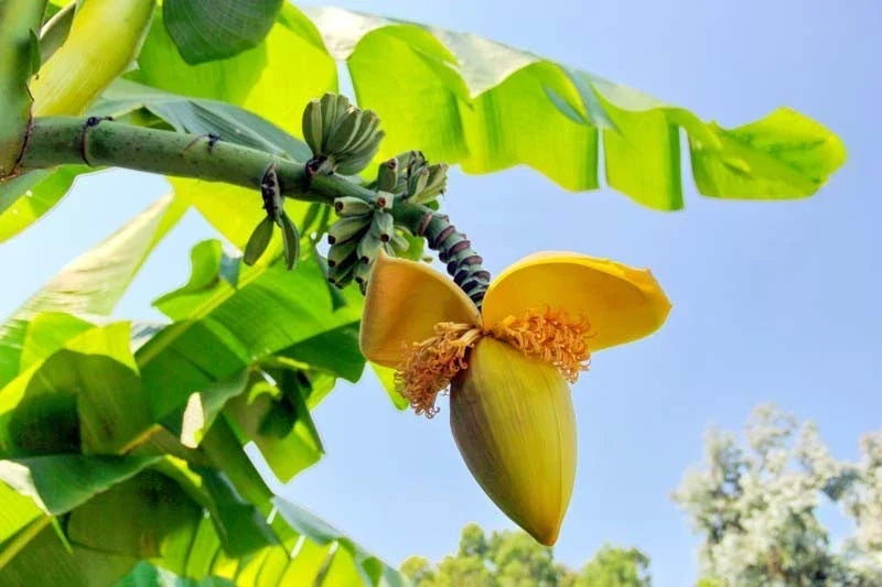 Live Rooted Basjoo Banana Plant – Cold Hardy Musa basjoo – Tropical Landscaping, Fast-Growing, No Pot