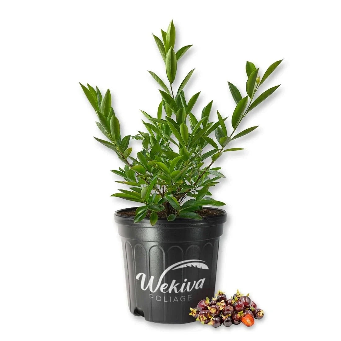Cherry of The Rio Grande Tree - Live Plant in 3 Gallon Pot - Prunus serotina var. cherry of the Rio Grande - Delicious Cherries