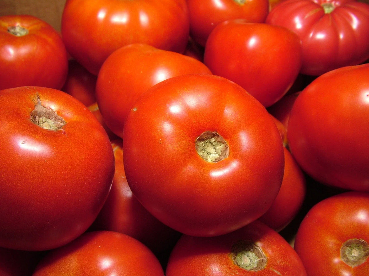 Rutgers Tomato Seeds - 100 Bulk Seeds - Juicy Slicing Variety - Solanum lycopersicum - Non-GMO for Home Gardening