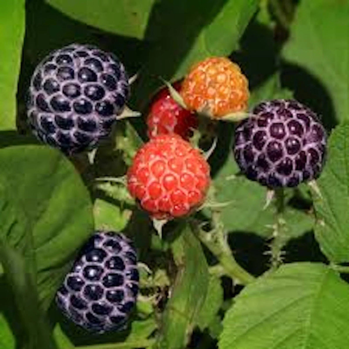 10 Bare Root Glencoe Raspberry Plants, Thornless Purple Fruit, Rubus idaeus, Easy Care Garden Starter