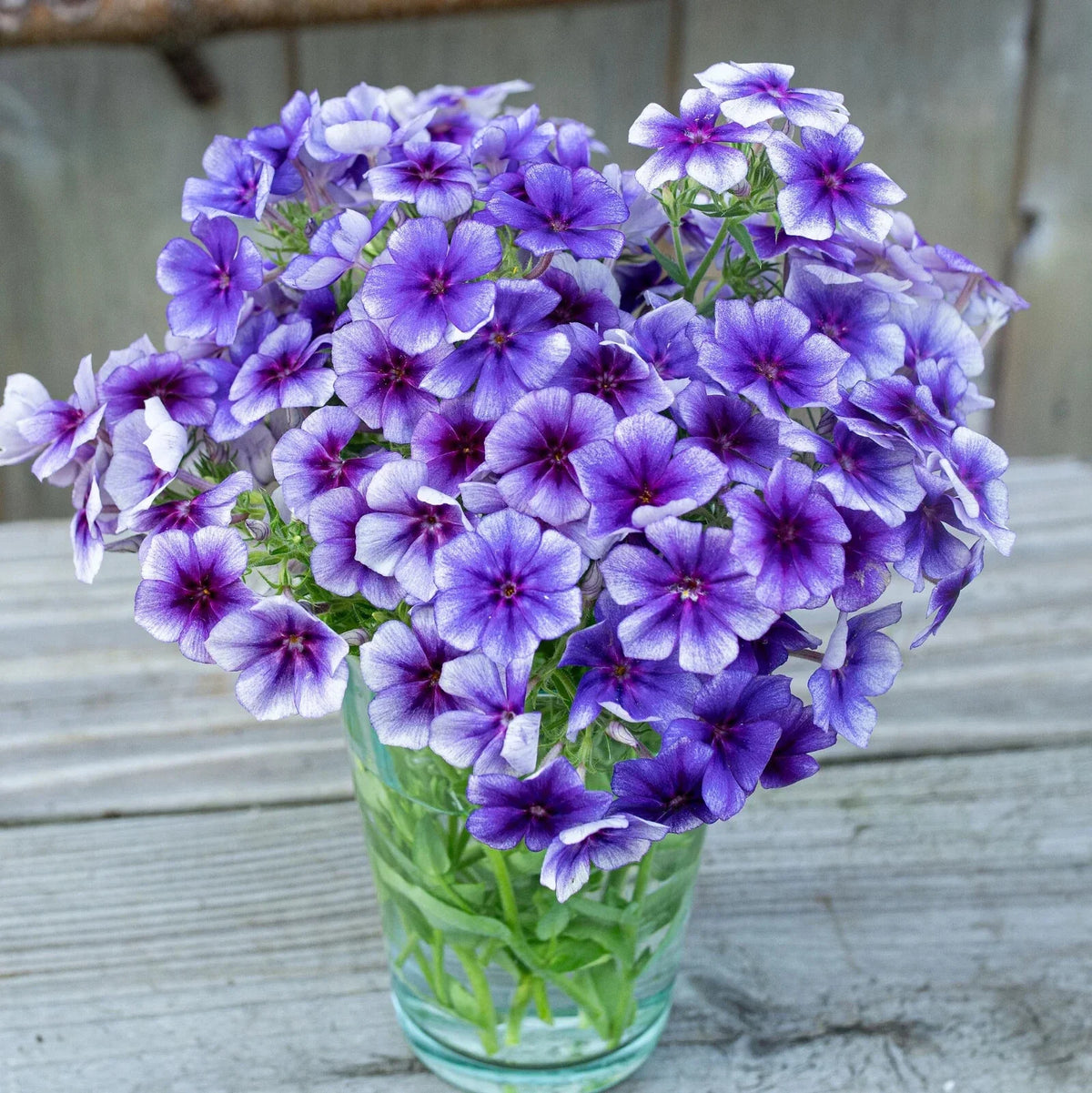 Blueberry Swirl Phlox Seeds - 100+ Seeds - Phlox paniculata - Vibrant Blue & Purple Blooms - USA Grown, Attracts Pollinators