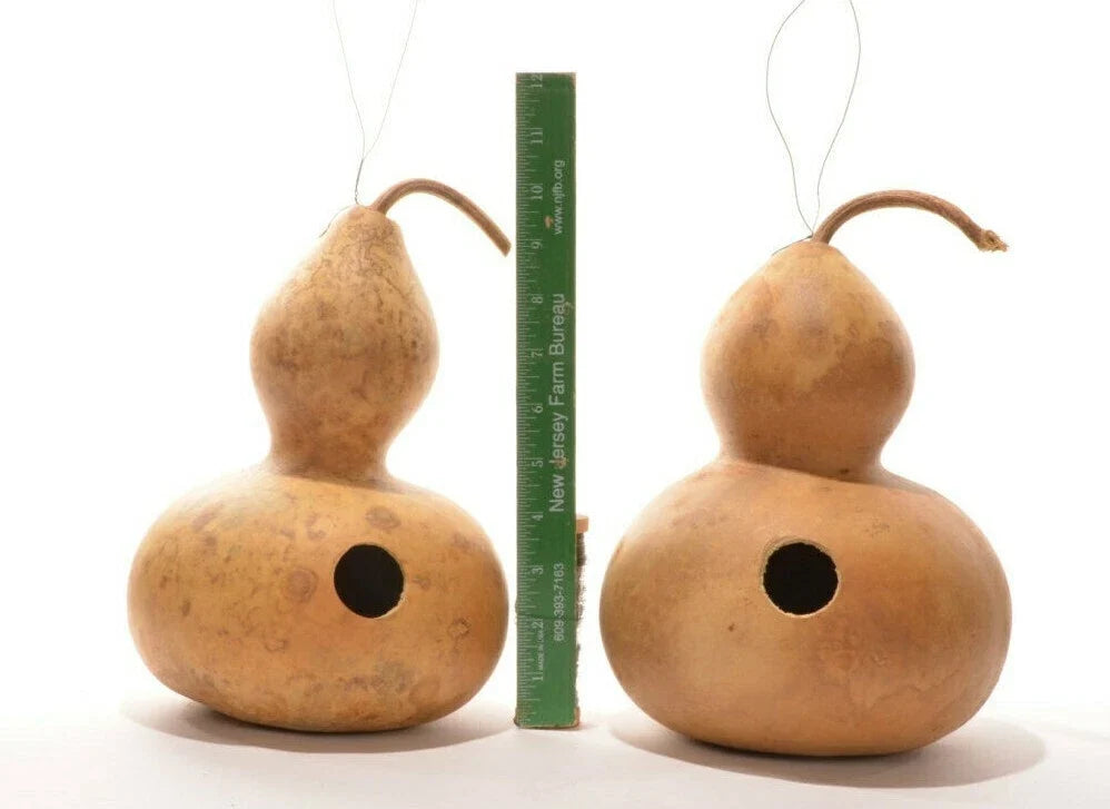 Birdhouse Bottle Gourd Seeds - 15+ Heirloom Seeds for Crafts - Lagenaria siceraria - Non-GMO Vining Plant