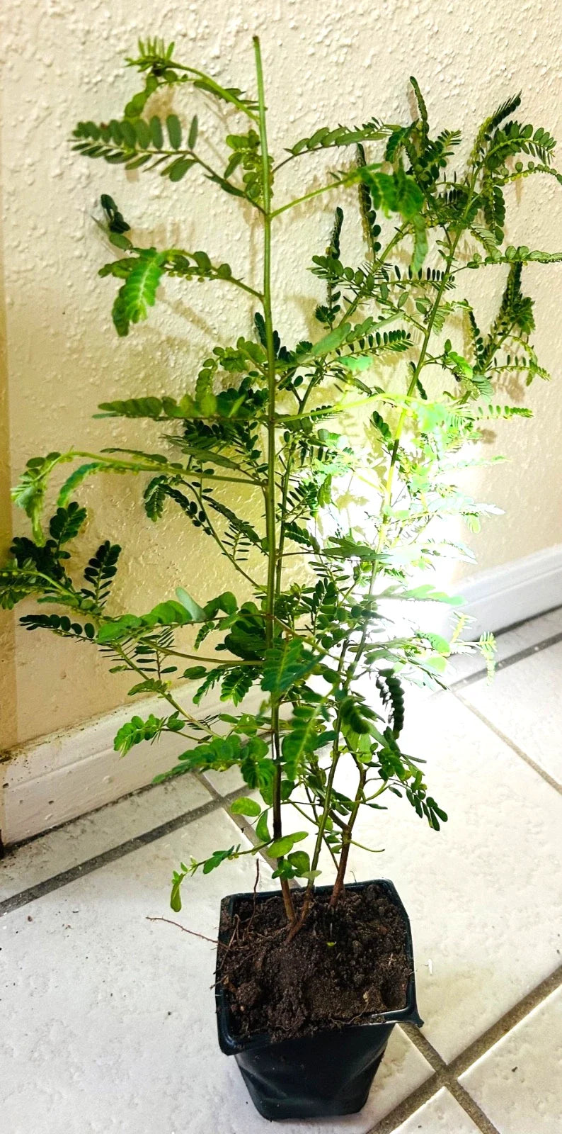Organic Stone Breaker Plants 14" - Chanca Piedra - Phyllanthus niruri - Medicinal Herb for Kidneys - 2 Pack Live Plants