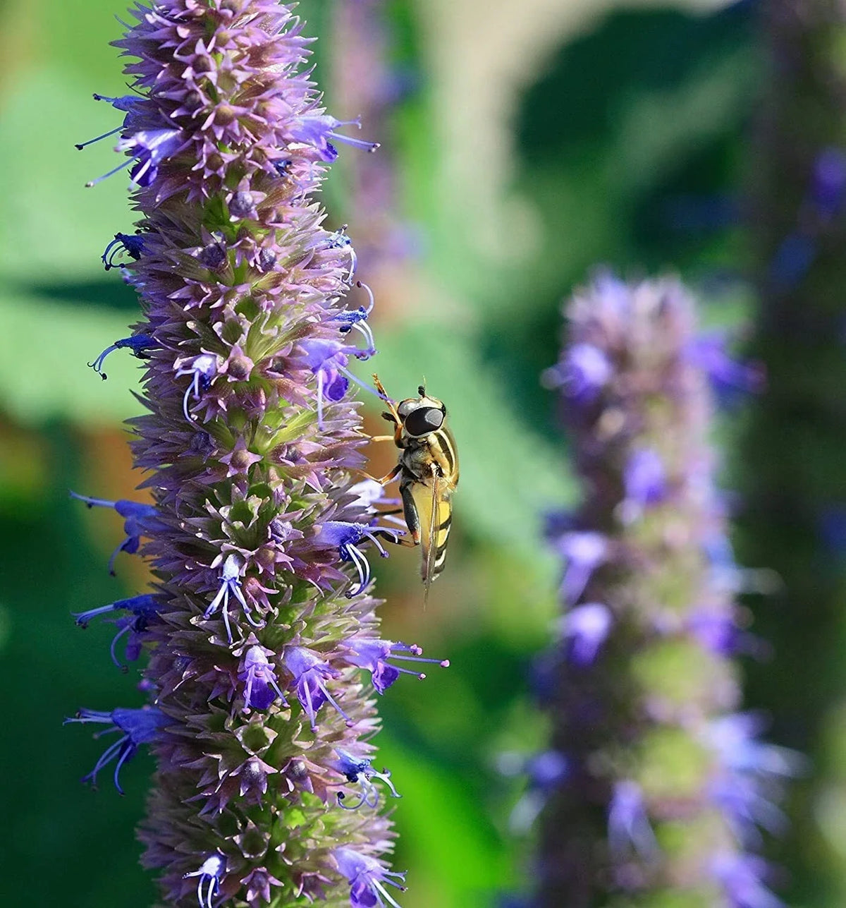 Anise Hyssop Seeds - 200 Premium Seeds - Lavender-Blue Wildflowers - Agastache foeniculum - Pollinator-Friendly Garden Planting