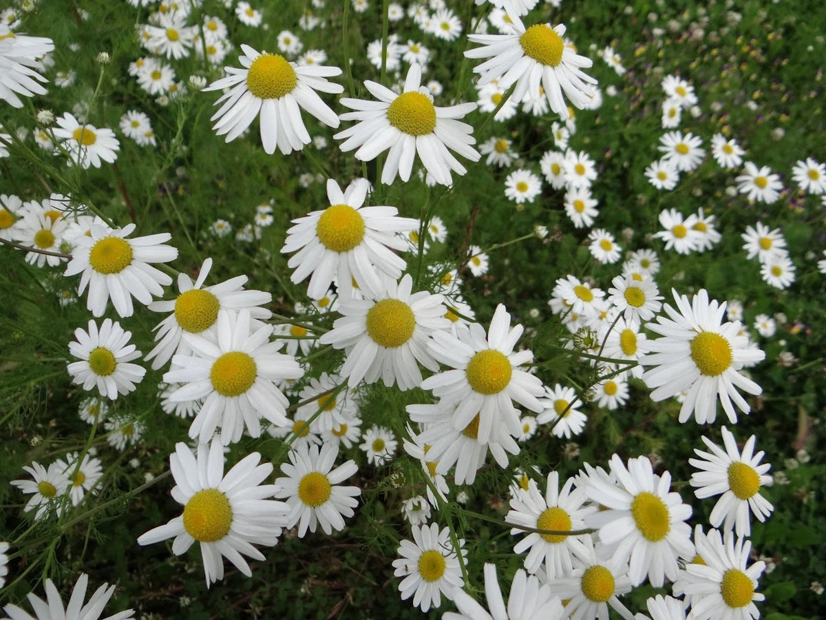 Chamomile Herb Seeds - 500+ Organic Seeds - Matricaria chamomilla - Ideal for Tea & Culinary Use - Non-GMO Gardening