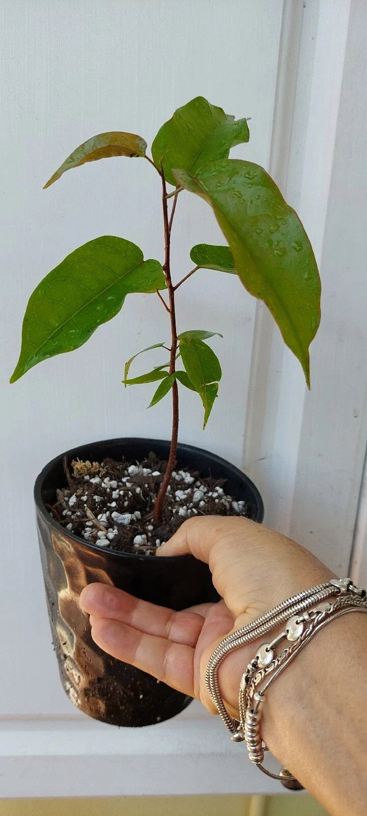 Gumbo Limbo Seedlings - 8" Bursera Simaruba - Tropical Native Plant for Landscaping, Gardens, and Container Gardening