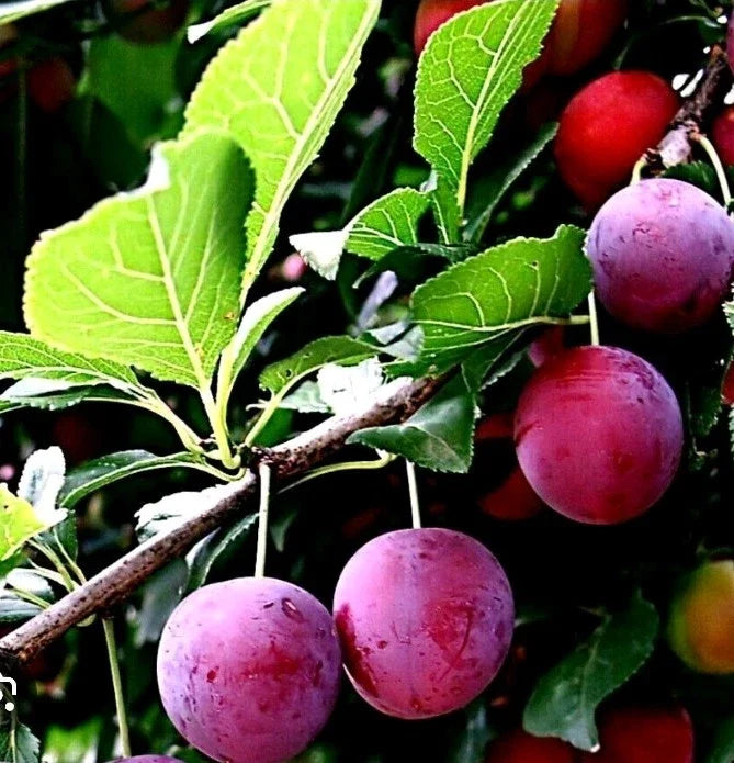American Plum & Korean Giant Pear Cuttings - 5 Grafting Rooting Plants - Prunus americana & Pyrus pyrifolia for Home Garden