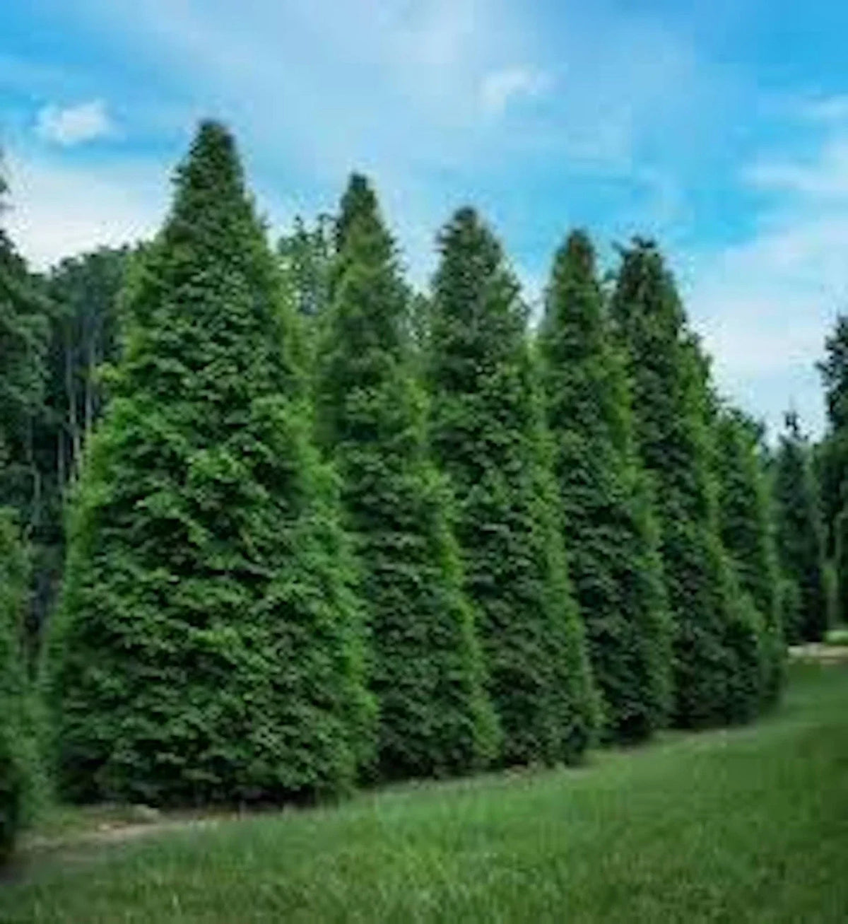 Green Giant Arborvitae Trees - 3 Pack Starter - Thuja Plicata - Evergreen Privacy Screen Plants
