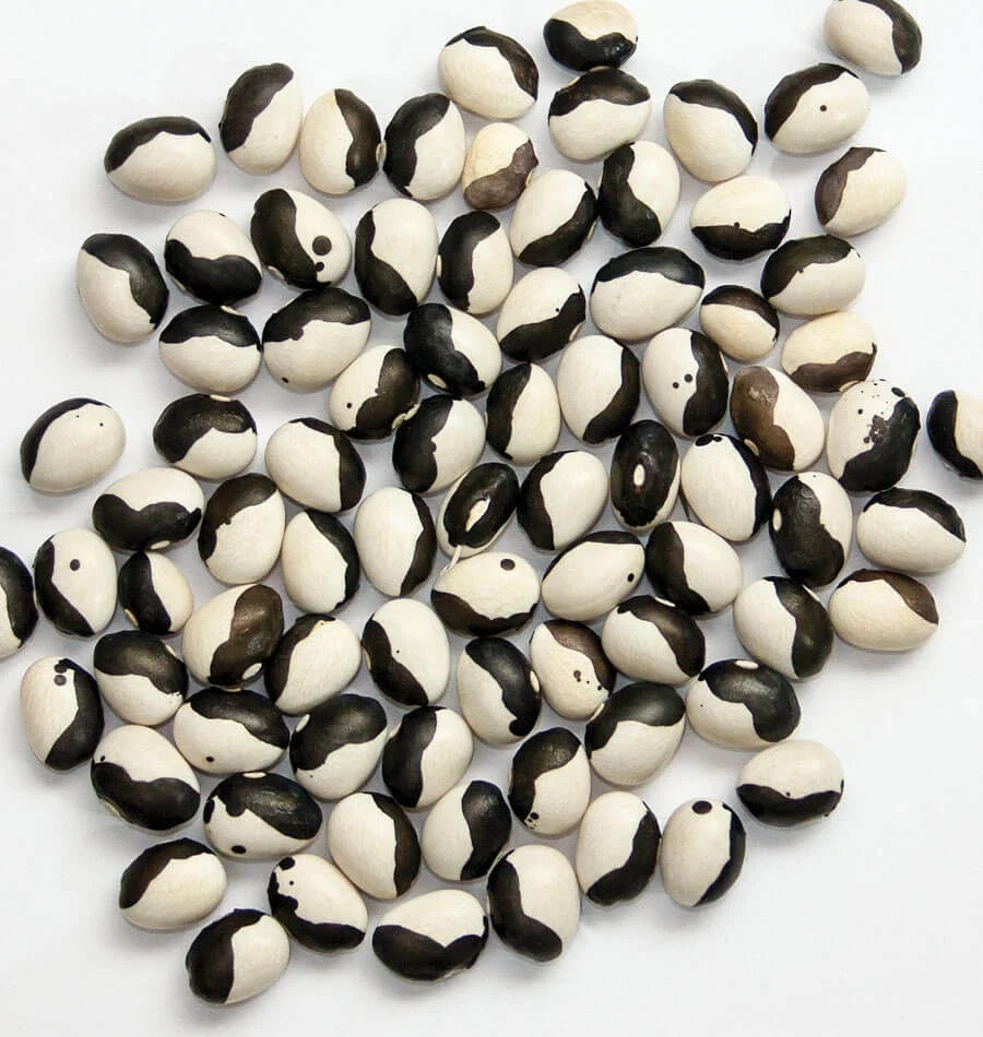 Calypso Bean Seeds - Heirloom Soup Beans - Phaseolus vulgaris - Non-GMO, Organic - Free Shipping Available