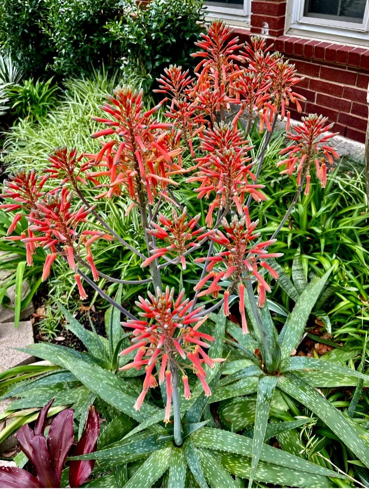 Zebra Maculata Aloe Plant - 10"-12" Bare Rooted - Red/Orange Flowering Succulent - Aloe variegata