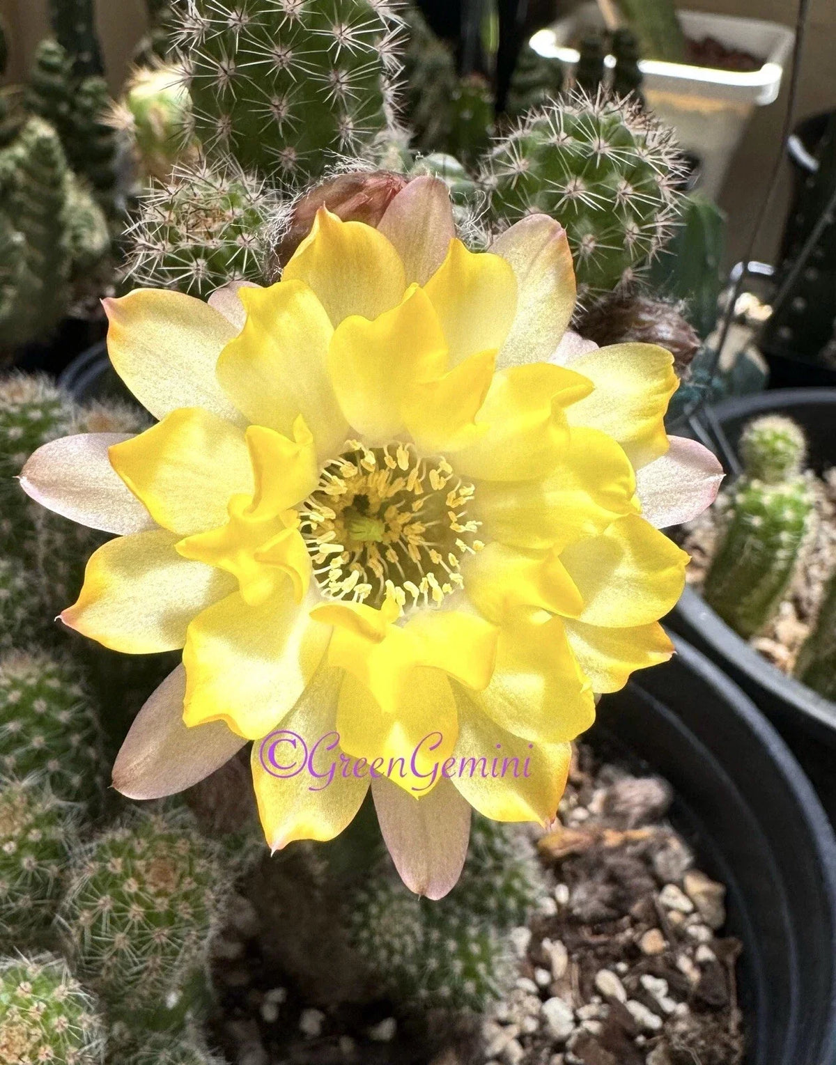 Peanut Cactus Plant - 4-Inch Rooted Lincoln Lemon Sorbet - Chamaecereus silvestrii - Vibrant Succulent for Indoor/Outdoor Gardening